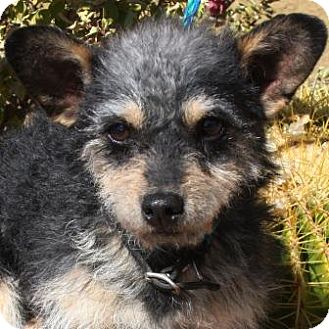 Fox Terrier (Wirehaired)/Fox Terrier (Wirehaired) Mix Puppy for Sale in Gilbert, Arizona - Charly Fox Terrier (Wirehaired)/Fox Terrier (Wirehaired) Mix Puppy for Sale in Gilbert, Arizona - Charly