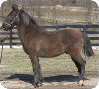 Tennessee Walking Horse Mix for Sale in Nicholasville, Kentucky - Mocha Joe Tennessee Walking Horse Mix for Sale in Nicholasville, Kentucky - Mocha Joe