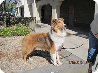 Sheltie, Shetland Sheepdog Puppy for Sale in apache junction, Arizona - Simba Sheltie, Shetland Sheepdog Puppy for Sale in apache junction, Arizona - Simba