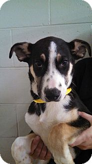 Husky/Bernese Mountain Dog Mix Puppy for Sale in Oviedo, Florida - Cole Husky/Bernese Mountain Dog Mix Puppy for Sale in Oviedo, Florida - Cole