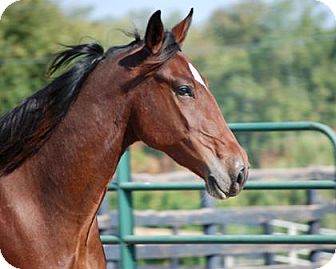 Standardbred for Sale in Nicholasville, Kentucky - Jo Jo Standardbred for Sale in Nicholasville, Kentucky - Jo Jo