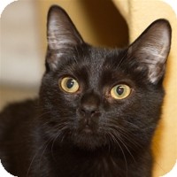 Domestic Shorthair Cat for Sale in Albany, New York - Chrissie Domestic Shorthair Cat for Sale in Albany, New York - Chrissie