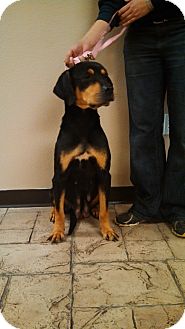 Rottweiler Mix Dog for Sale in Oviedo, Florida - Heidi Rottweiler Mix Dog for Sale in Oviedo, Florida - Heidi