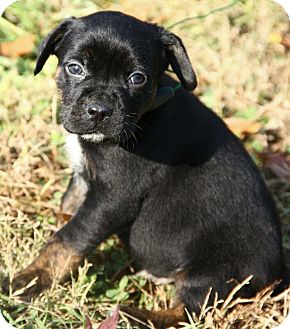 Pug Mix Puppy for Sale in Brattleboro, Vermont - Alfie Pug Mix Puppy for Sale in Brattleboro, Vermont - Alfie