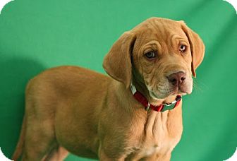 Shepherd (Unknown Type)/Labrador Retriever Mix Puppy for Sale in Broomfield, Colorado - ThinMint Shepherd (Unknown Type)/Labrador Retriever Mix Puppy for Sale in Broomfield, Colorado - ThinMint