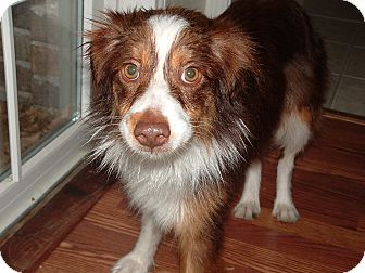 Australian Shepherd Mix Dog for Sale in Granbury, Texas - Jolene Australian Shepherd Mix Dog for Sale in Granbury, Texas - Jolene
