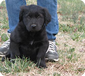 Newfoundland/Labrador Retriever Mix Puppy for Sale in Glastonbury, Connecticut - Tori~adopted~ Newfoundland/Labrador Retriever Mix Puppy for Sale in Glastonbury, Connecticut - Tori~adopted~