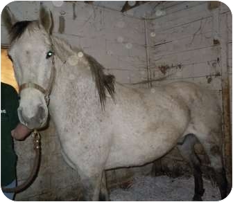 Quarterhorse Mix for Sale in Dewey, Illinois - Eddie Quarterhorse Mix for Sale in Dewey, Illinois - Eddie