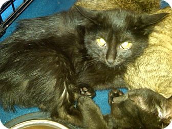 Domestic Mediumhair Kitten for Sale in Sterling Hgts, Michigan - Leia Domestic Mediumhair Kitten for Sale in Sterling Hgts, Michigan - Leia
