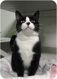 Domestic Shorthair Cat for Sale in Mission, British Columbia - Bella Trix Domestic Shorthair Cat for Sale in Mission, British Columbia - Bella Trix