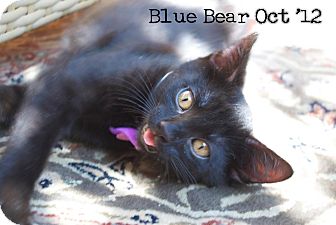 Domestic Shorthair Kitten for Sale in santa monica, California - Blue Bear Domestic Shorthair Kitten for Sale in santa monica, California - Blue Bear