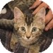 Domestic Shorthair Kitten for Sale in Vancouver, British Columbia - Otis Domestic Shorthair Kitten for Sale in Vancouver, British Columbia - Otis