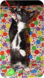 Domestic Shorthair Kitten for Sale in Orlando, Florida - Mowgli Domestic Shorthair Kitten for Sale in Orlando, Florida - Mowgli