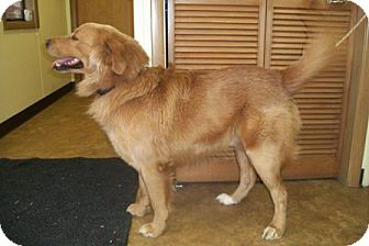 Golden Retriever Dog for Sale in Morgantown, West Virginia - Martin Golden Retriever Dog for Sale in Morgantown, West Virginia - Martin