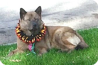 Akita/Chow Chow Mix Dog for Sale in Temecula, California - Baby Akita/Chow Chow Mix Dog for Sale in Temecula, California - Baby