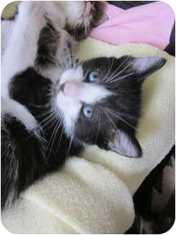 Maine Coon Kitten for Sale in Vacaville, California - Laramie Maine Coon Kitten for Sale in Vacaville, California - Laramie