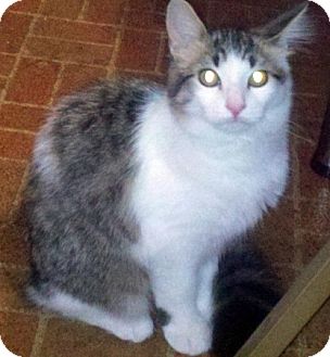 Domestic Longhair Cat for Sale in Troy, Michigan - Muffin Domestic Longhair Cat for Sale in Troy, Michigan - Muffin