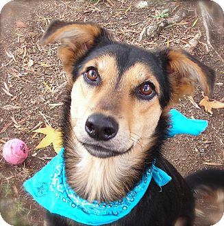German Shepherd Dog/Husky Mix Dog for Sale in El Cajon, California - Rocky German Shepherd Dog/Husky Mix Dog for Sale in El Cajon, California - Rocky
