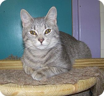 Domestic Shorthair Kitten for Sale in Dover, Ohio - Kylee Domestic Shorthair Kitten for Sale in Dover, Ohio - Kylee