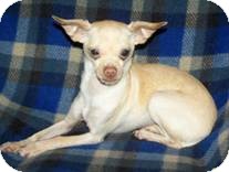 Chihuahua Mix Dog for Sale in Clear Lake, Washington - Benjamin Chihuahua Mix Dog for Sale in Clear Lake, Washington - Benjamin