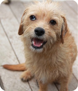 Fox Terrier (Wirehaired)/Cairn Terrier Mix Dog for Sale in Norwalk, Connecticut - Carson Fox Terrier (Wirehaired)/Cairn Terrier Mix Dog for Sale in Norwalk, Connecticut - Carson