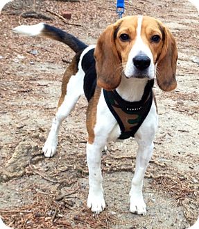 Beagle Dog for Sale in New York, New York - Freddie Beagle Dog for Sale in New York, New York - Freddie