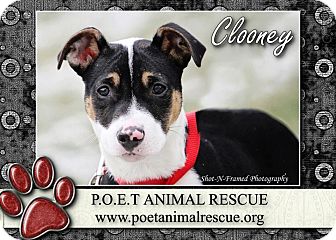 Terrier (Unknown Type, Medium) Mix Puppy for Sale in Westland, Michigan - Clooney Terrier (Unknown Type, Medium) Mix Puppy for Sale in Westland, Michigan - Clooney