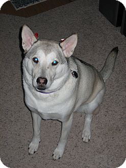 Siberian Husky Mix Dog for Sale in Boise, Idaho - Katie Siberian Husky Mix Dog for Sale in Boise, Idaho - Katie