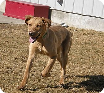 Labrador Retriever Mix Puppy for Sale in Meridian, Idaho - Moonlight Labrador Retriever Mix Puppy for Sale in Meridian, Idaho - Moonlight