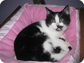 Domestic Shorthair Kitten for Sale in Edmond, Oklahoma - Chessa Domestic Shorthair Kitten for Sale in Edmond, Oklahoma - Chessa