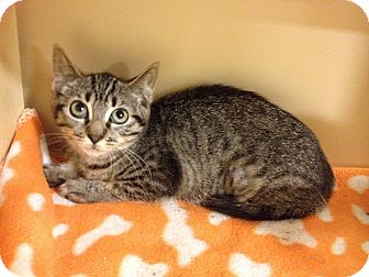 Domestic Shorthair Kitten for Sale in Farmingdale, New York - Julia Domestic Shorthair Kitten for Sale in Farmingdale, New York - Julia