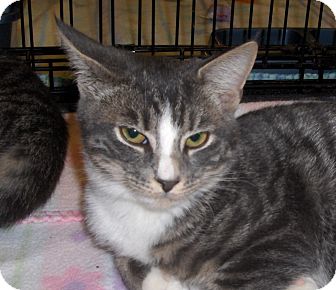 Domestic Shorthair Cat for Sale in Richmond, Virginia - Patty Domestic Shorthair Cat for Sale in Richmond, Virginia - Patty