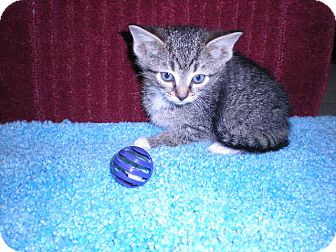 Domestic Shorthair Kitten for Sale in New Castle, Pennsylvania - Domestic Shorthair Kitten for Sale in New Castle, Pennsylvania -