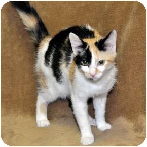 Calico Cat for Sale in Harrisburg, North Carolina - Gypsey Calico Cat for Sale in Harrisburg, North Carolina - Gypsey