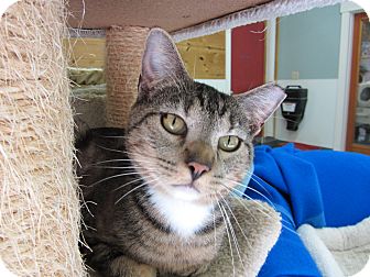 Domestic Shorthair Cat for Sale in Bainbridge Island, Washington - Castor Domestic Shorthair Cat for Sale in Bainbridge Island, Washington - Castor