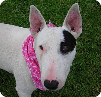 Bull Terrier Dog for Sale in El Cajon, California - Kenzie Bull Terrier Dog for Sale in El Cajon, California - Kenzie