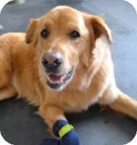 Golden Retriever Mix Dog for Sale in Scottsdale, Arizona - Jade Golden Retriever Mix Dog for Sale in Scottsdale, Arizona - Jade