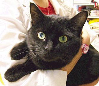 Domestic Shorthair Cat for Sale in Toledo, Ohio - Jinx Domestic Shorthair Cat for Sale in Toledo, Ohio - Jinx