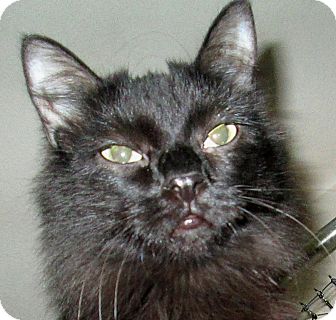 Domestic Longhair Cat for Sale in Winchester, California - Julia Domestic Longhair Cat for Sale in Winchester, California - Julia