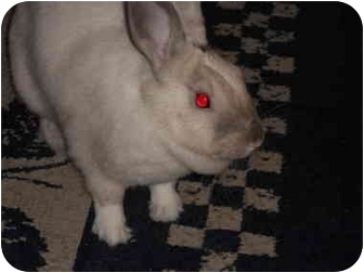 Other/Unknown Mix for Sale in Williston, Florida - Tabitha Other/Unknown Mix for Sale in Williston, Florida - Tabitha