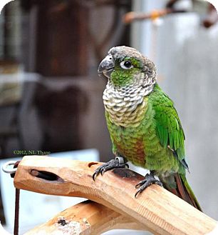 Conure for Sale in Shawnee Mission, Kansas - Captain Hook Conure for Sale in Shawnee Mission, Kansas - Captain Hook