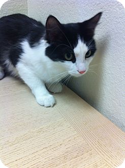 Domestic Mediumhair Kitten for Sale in Fountain Hills, Arizona - NIGEL Domestic Mediumhair Kitten for Sale in Fountain Hills, Arizona - NIGEL