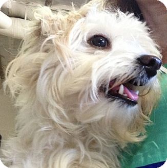 Maltese/Poodle (Miniature) Mix Dog for Sale in Thousand Oaks, California - Mia Marie Maltese/Poodle (Miniature) Mix Dog for Sale in Thousand Oaks, California - Mia Marie