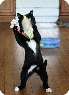 Domestic Shorthair Cat for Sale in Chicago, Illinois - Boots Domestic Shorthair Cat for Sale in Chicago, Illinois - Boots