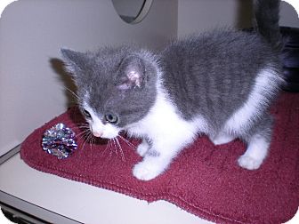 Domestic Longhair Kitten for Sale in New Castle, Pennsylvania - Domestic Longhair Kitten for Sale in New Castle, Pennsylvania -
