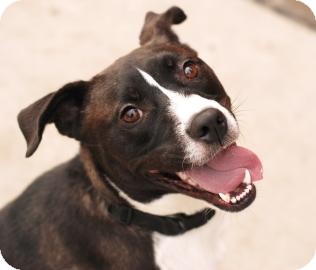 Labrador Retriever Mix Dog for Sale in Kettering, Ohio - Blue Labrador Retriever Mix Dog for Sale in Kettering, Ohio - Blue