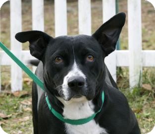 Pit Bull Terrier Mix Dog for Sale in Gainesville, Florida - Mallory Pit Bull Terrier Mix Dog for Sale in Gainesville, Florida - Mallory