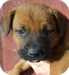 Boxer/Labrador Retriever Mix Puppy for Sale in Manchester, Connecticut - bubba ADOPTION PENIDING Boxer/Labrador Retriever Mix Puppy for Sale in Manchester, Connecticut - bubba ADOPTION PENIDING