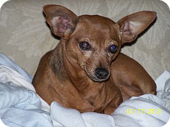 Miniature Pinscher Mix Dog for Sale in Niagra Falls, New York - Maddie UNDER 10 pounds! Miniature Pinscher Mix Dog for Sale in Niagra Falls, New York - Maddie UNDER 10 pounds!