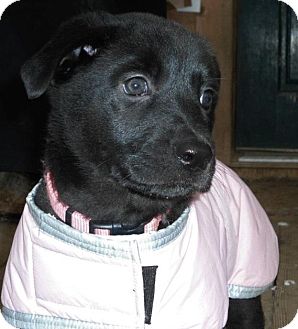 Labrador Retriever/Shepherd (Unknown Type) Mix Puppy for Sale in New York, New York - Tiffany Labrador Retriever/Shepherd (Unknown Type) Mix Puppy for Sale in New York, New York - Tiffany